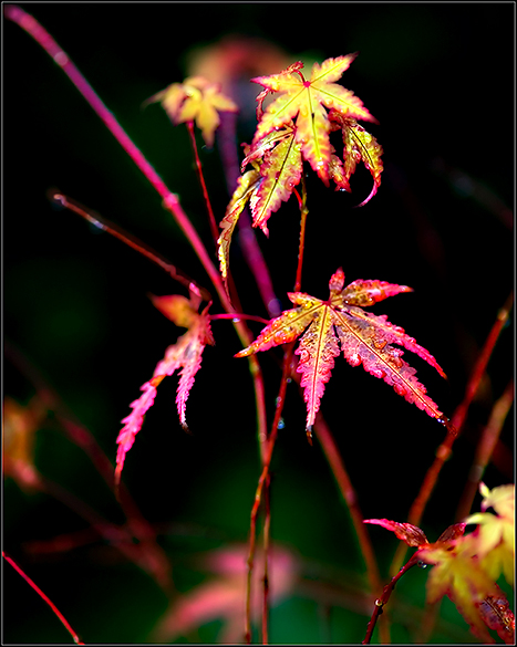 Autumn-Leaves--33.jpg