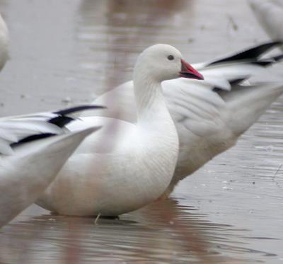 Snow and Ross's x Lesser Snow Geese, Prime Hook NWR, DE