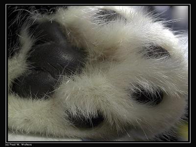 Cats Paw