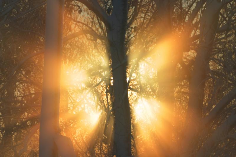 Backlight
