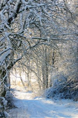 White forest