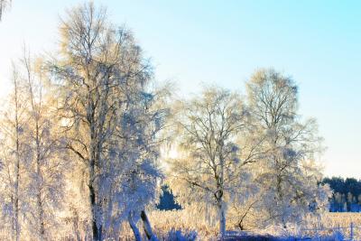 Trees in white