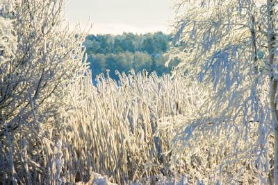 Winter land