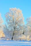 Tree in white