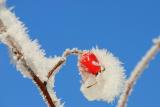 Blue, white and red
