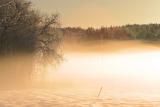 Foggy white field