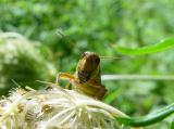 DSC03244c.jpg