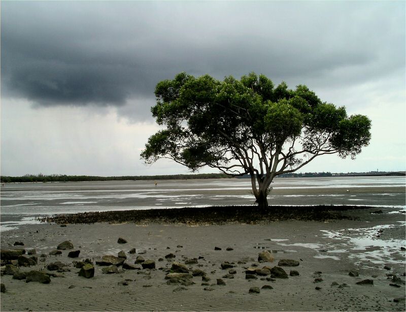 [1st] One Tree
