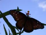 Queen on Tropical Milkweed