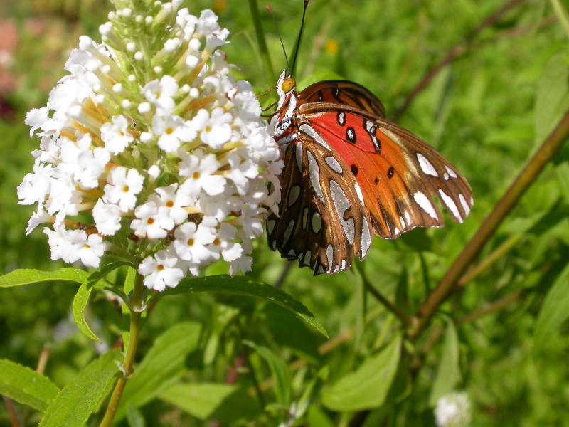 Gulf Fritillary on Butterfly Bush