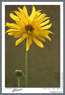 Small sunflower