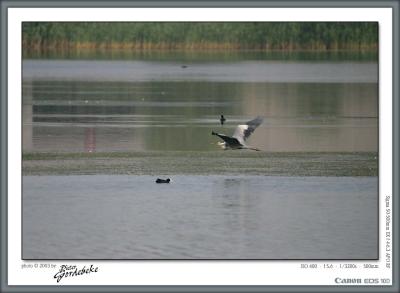 Heron in flight