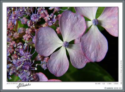 Hortentia blossoms