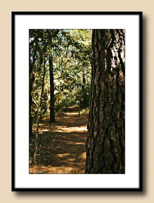 Coastal Forest Trail