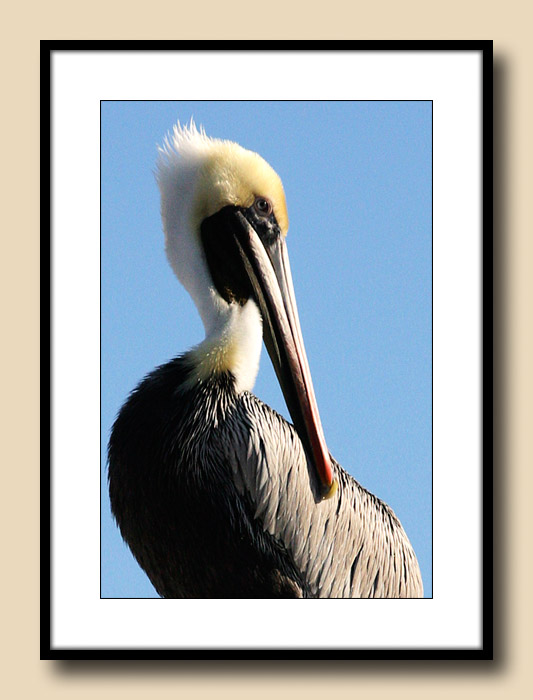 Pelican