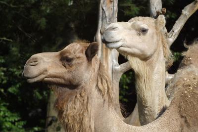 Two Camels