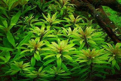 5th day - Ludwigia spec Cuba