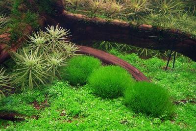 19th day - Hemianthus / Riccia (on stone) / Eusteralis