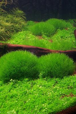 19th day - Riccia-Stones