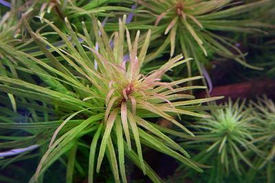 22nd day - (Ludwigia spec. Cuba) New name now: Ludwigia inclinata var. verticilata