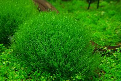 22nd day - Riccia fluitans