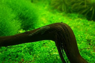22nd day - Otocinclus paulinus (spec. Negro)