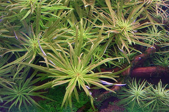 19th day - Ludwigia spec. Cuba