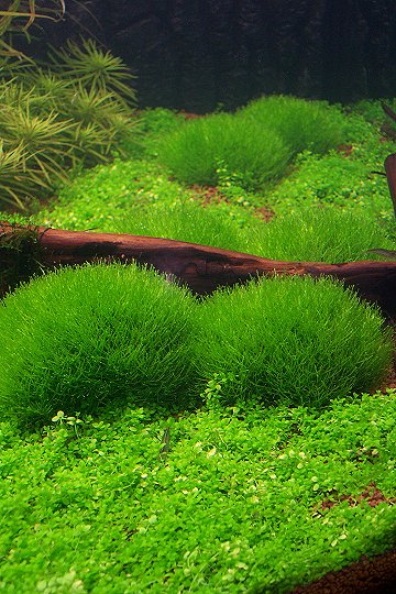 19th day - Riccia-Stones