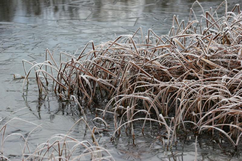 2004-11-20:  Icy Pond and Sedge Leaves