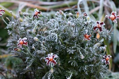 Frosted Marigold