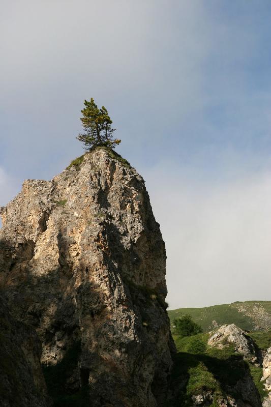 lonely tree on the rock