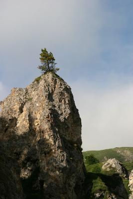 lonely tree on the rock