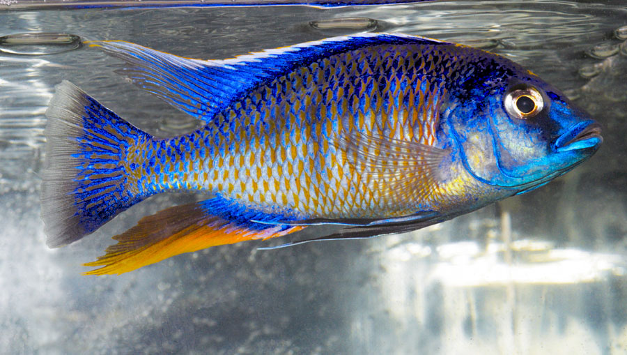 Protomelas spilonotus