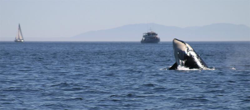 Orca Breaching