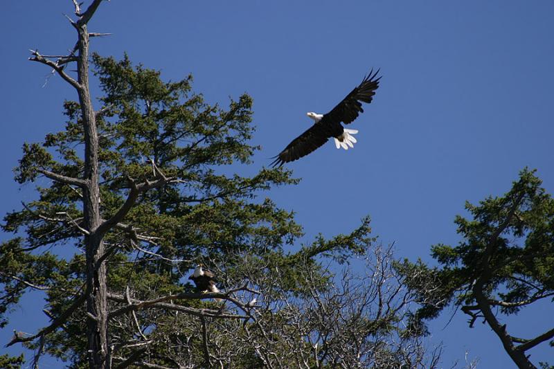 Bald eagles
