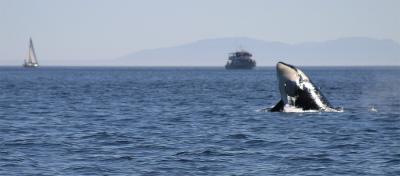 Orca Breaching