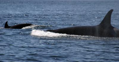 Mother and baby orca