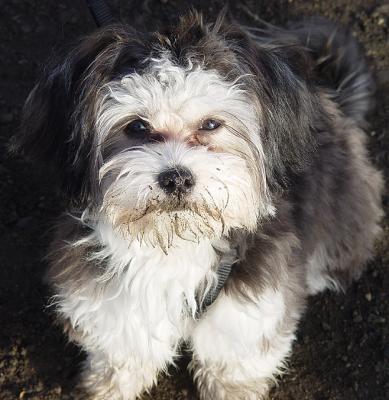 u20/ptkitty/medium/9280140.havanese.jpg
