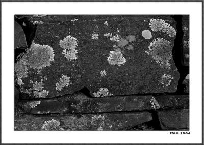 Lichens on Rock