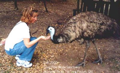 Emu in Queensland
