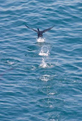 Cormorant Taking Off