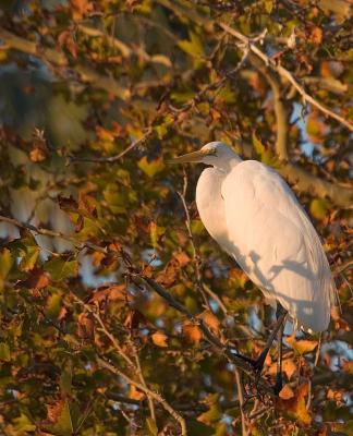 Morning Light in Autumn