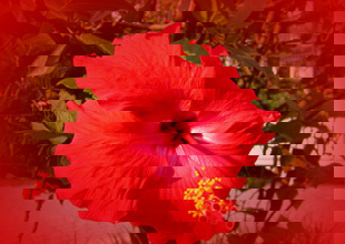 hibiscus copy.jpg
