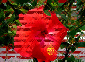 hibiscus copy 3.jpg