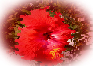 Hibiscus oval.jpg