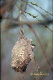 Buidelmees - Eurasian Penduline Tit