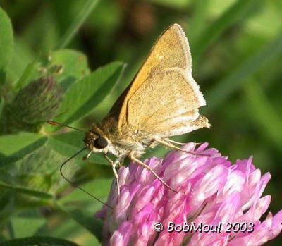 Tawny Edged Skipper