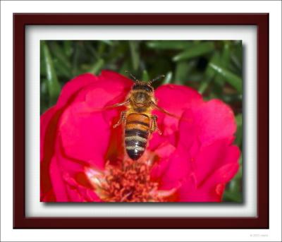 Bee-in-flight-copy photocleaner.jpg