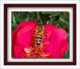 Bee-in-flight-copy photocleaner.jpg