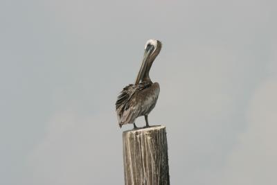 Brown Pelican.JPG